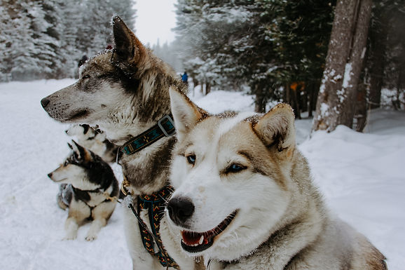Advice From A Sled Dog; Dog Sledding in Banff, Canada