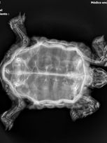 Radiografia VD Tortuga.jpeg