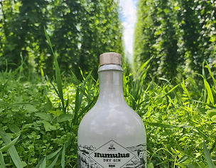Der Humulus Gin ist gekennzeichnet durch einen fruchtigen Geschmack auf Basis eines Weizendestillats, neben Wacholder angereichert mit Aromen von Orangen- und Zitrusschalen, Holunderblüten, Rosmarin und weiteren "Botanicals" bis hin zur weitgehend unbekannten "Galgant", einer ingwerähnlichen Pflanze. Der verwendete "Hallertauer Mandarina Bavaria", eine an Mandarine erinnernde Hopfensorte, ist vor allem Craft-Beer-Kennern ein Begriff. Insgesamt 30 Bestandteile enthält der Humulus Gin, die natürlich nicht verraten werden. So vereint die neue Gin-Kreation sowohl mediterrane als auch typisch bayerische Einflüsse.
