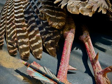 The arrow that TBG member Jerry Russell killed all of the big game species in GA with.