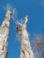 Tree removal