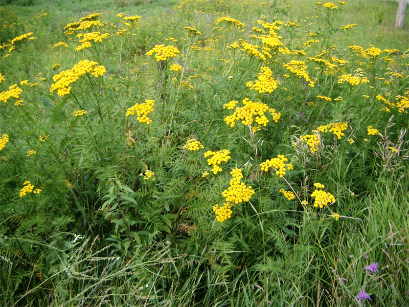 Пижма Девичья Купить Семена
