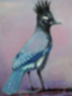 Steller's Jay