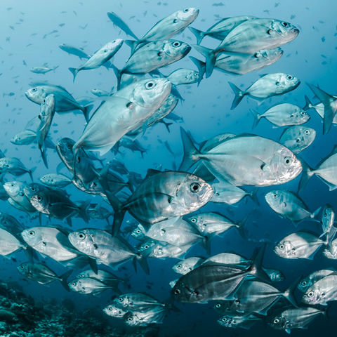 Schooling fish