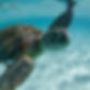Sea Turtle