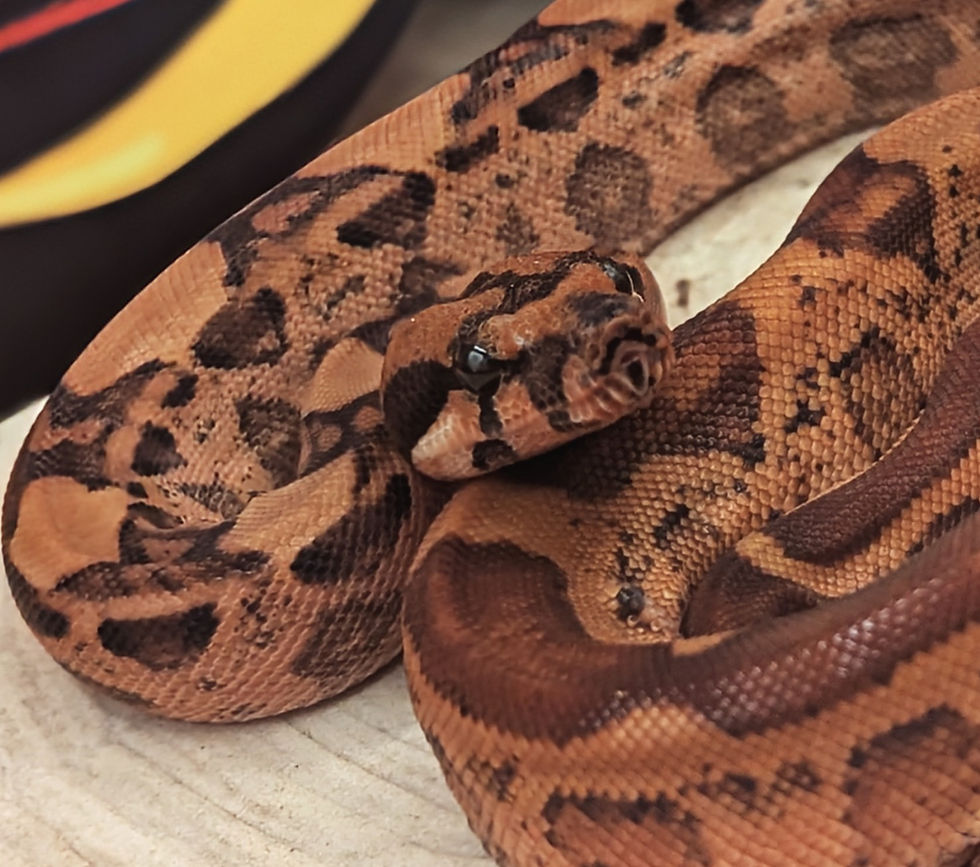 Thumbnail: 2024 (M) Hypo Blood Jungle Motley het Red Dragon/het Kahl Albino Boa Constrictor