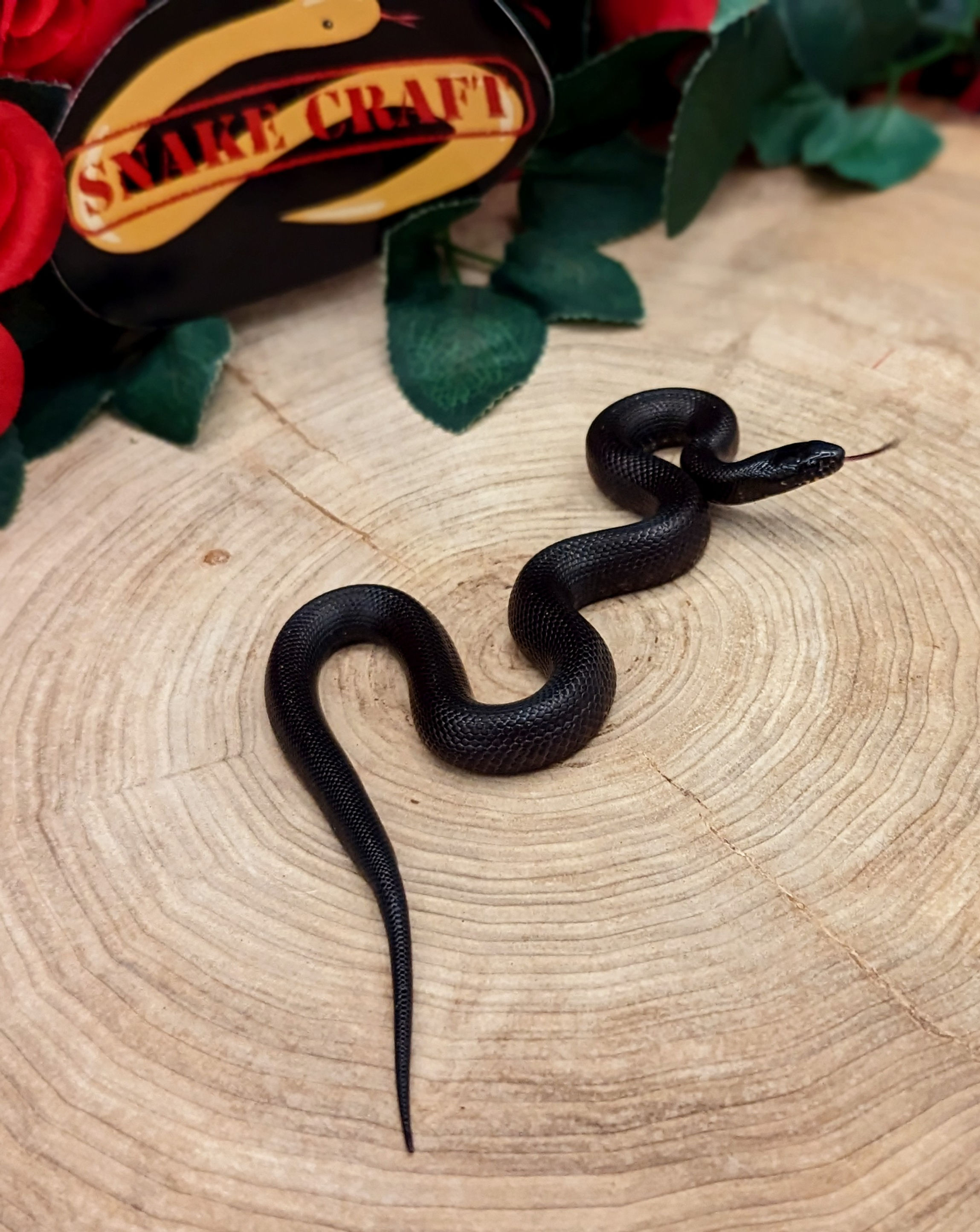 Mexican Black Kingsnake Female 2023