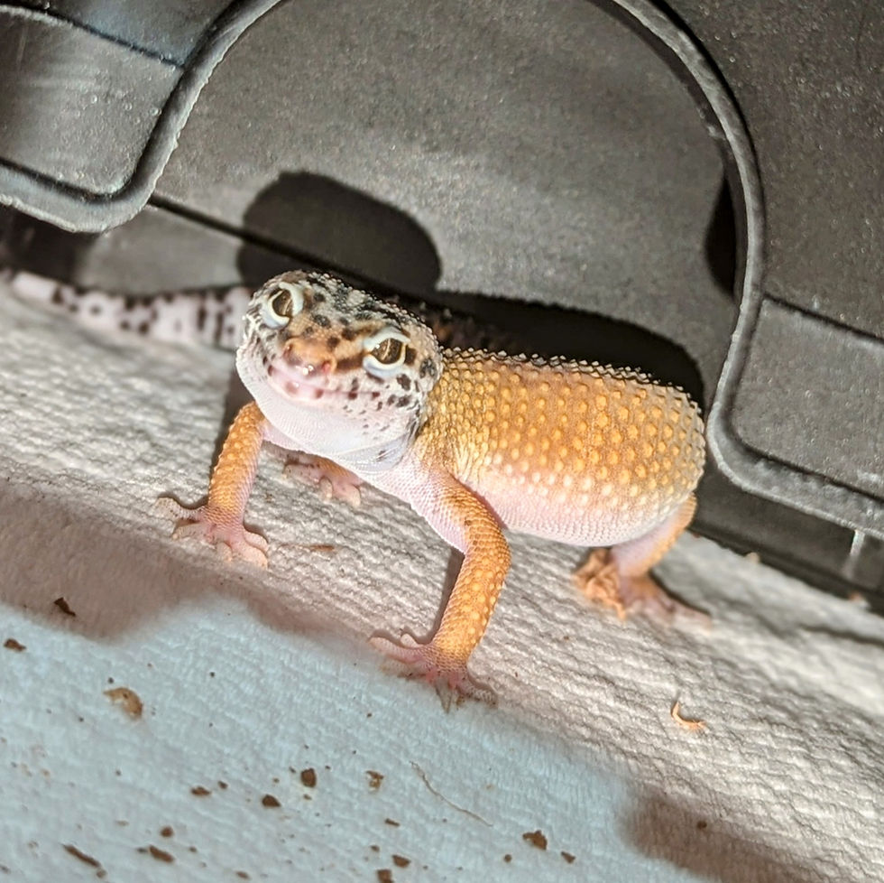 Thumbnail: Leopard Gecko Hypo Tangerine ♂️