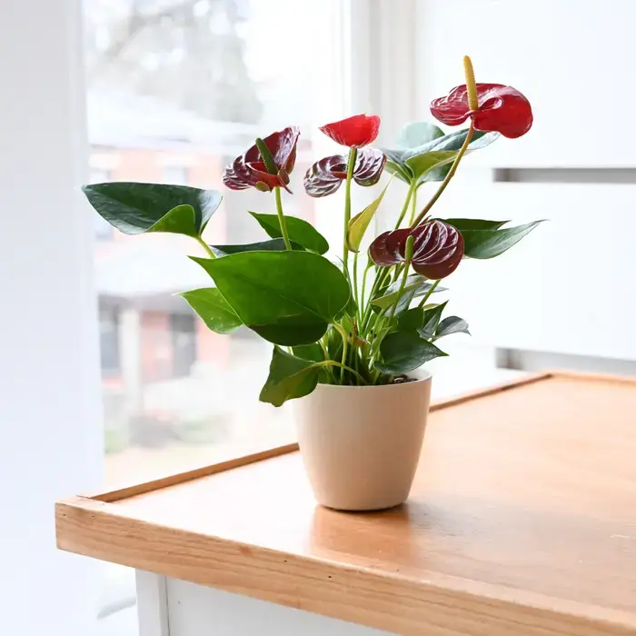 Thumbnail: Anthurium (Flamingo Flower) Assorted 4"