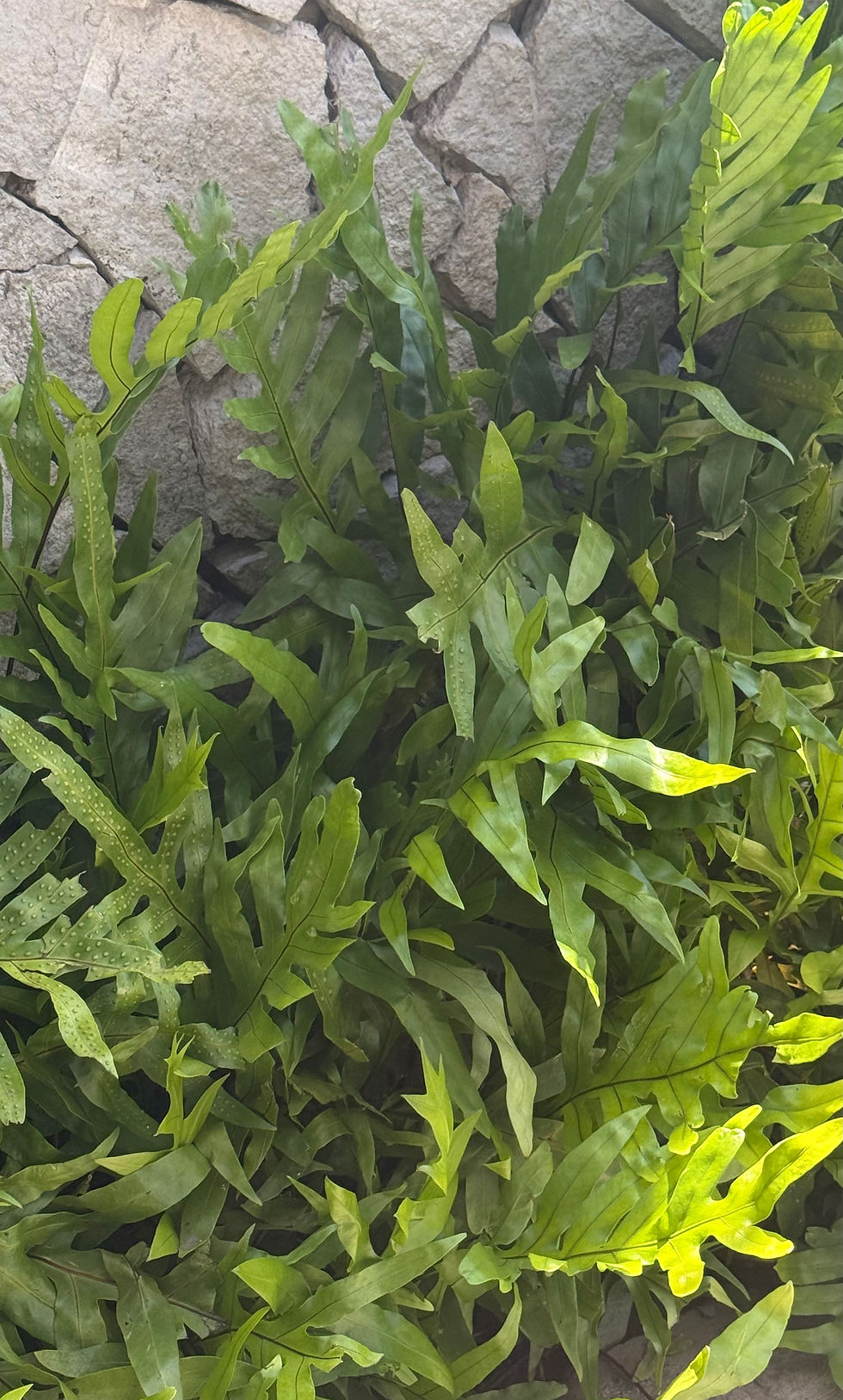 Blue Star Fern at its finest.