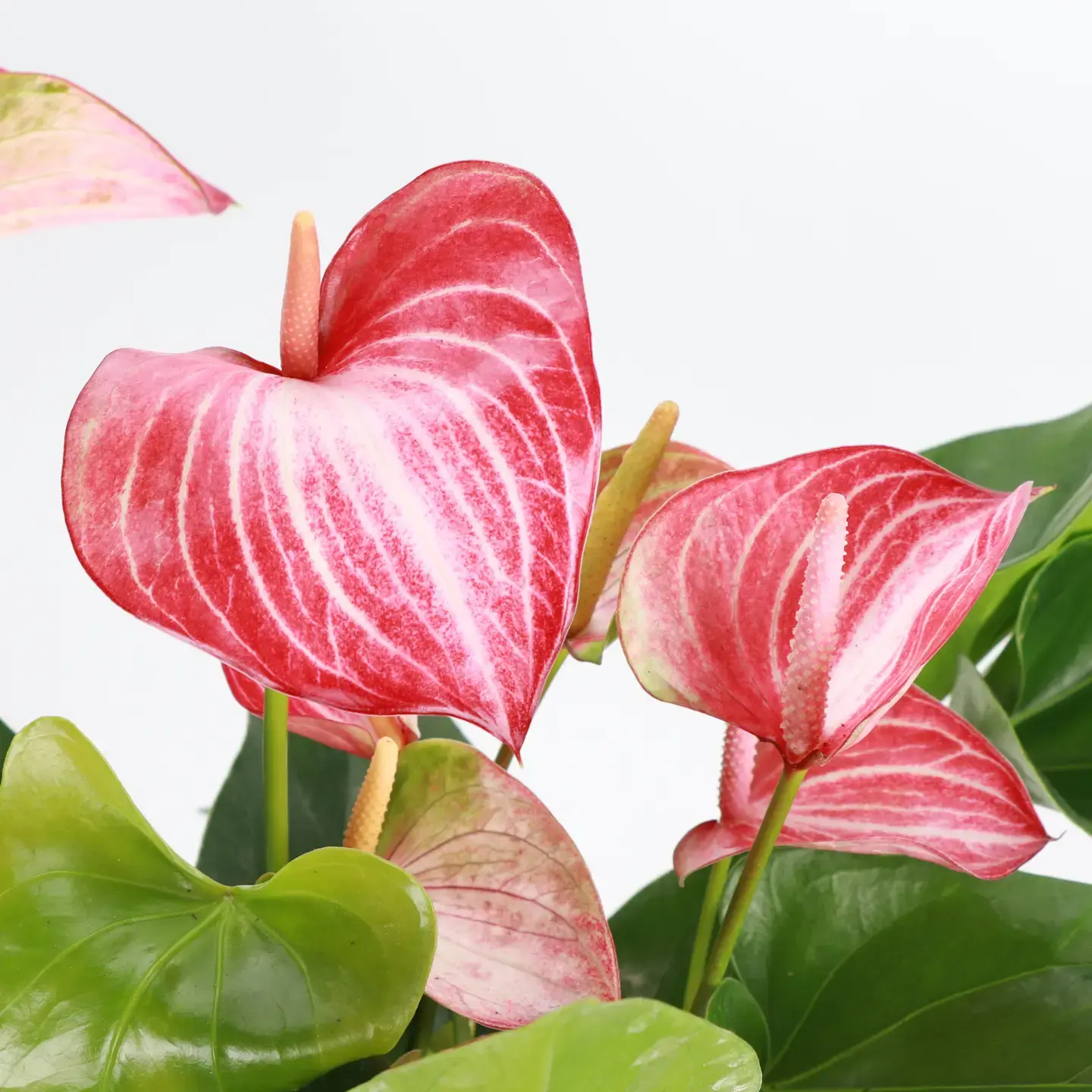 Anthurium ’Candy cane’ Plant