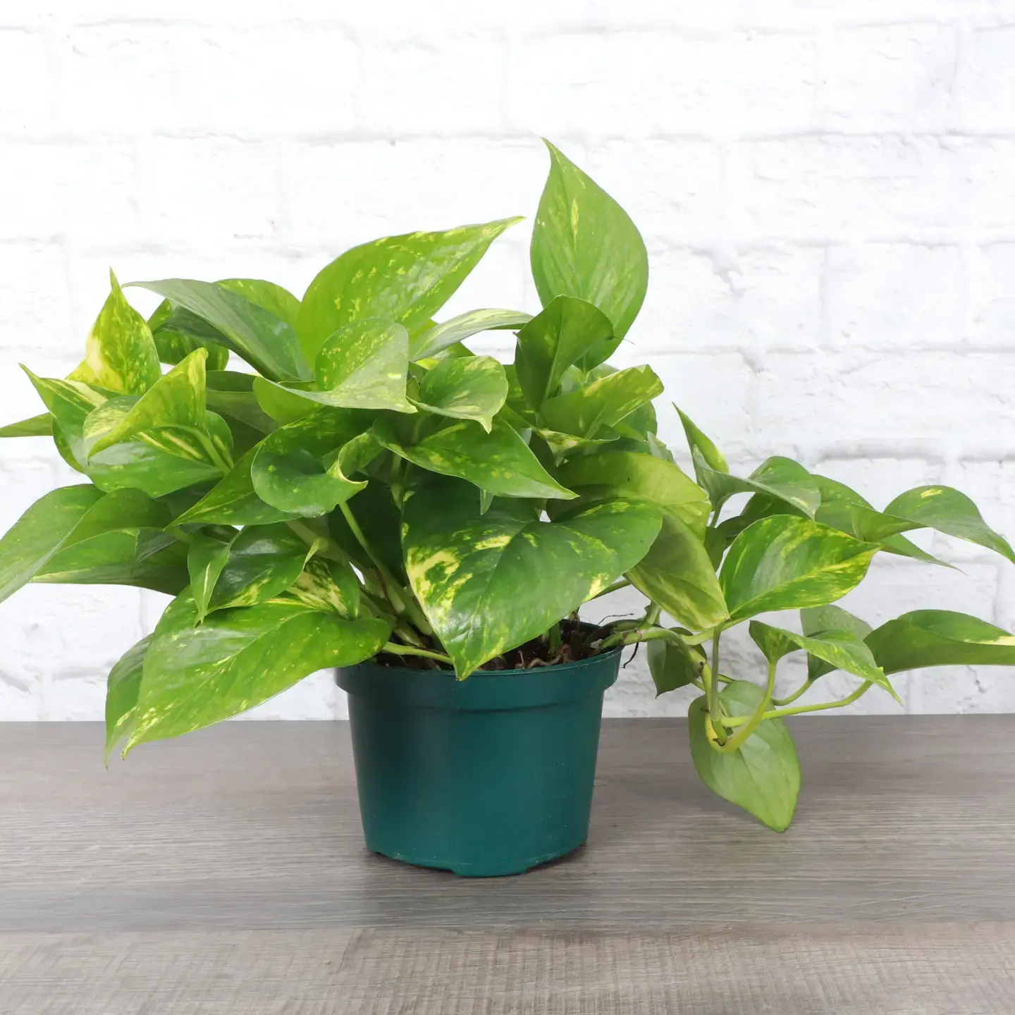 Golden Pothos (Epipremnum aureum)
