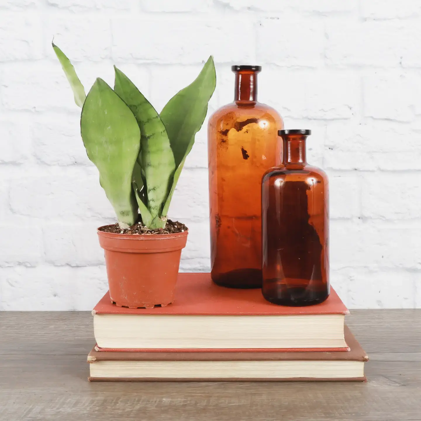 Snake Plant "Moonshine"