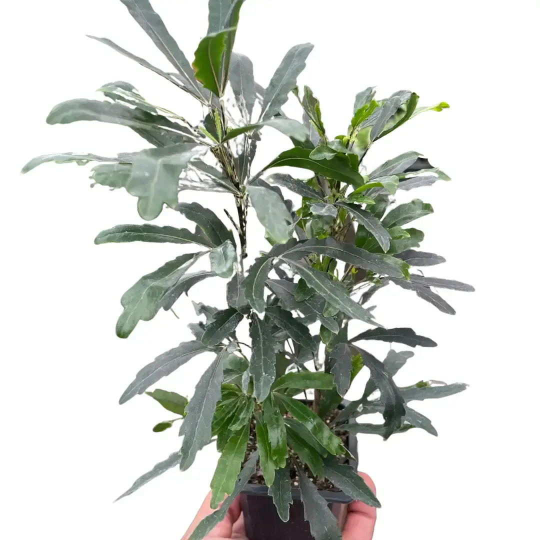 False Aralia (Aralia Polyscias)