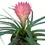 Thumbnail: Bromeliad 'Cyanea' (Tillandsia Cyanea)