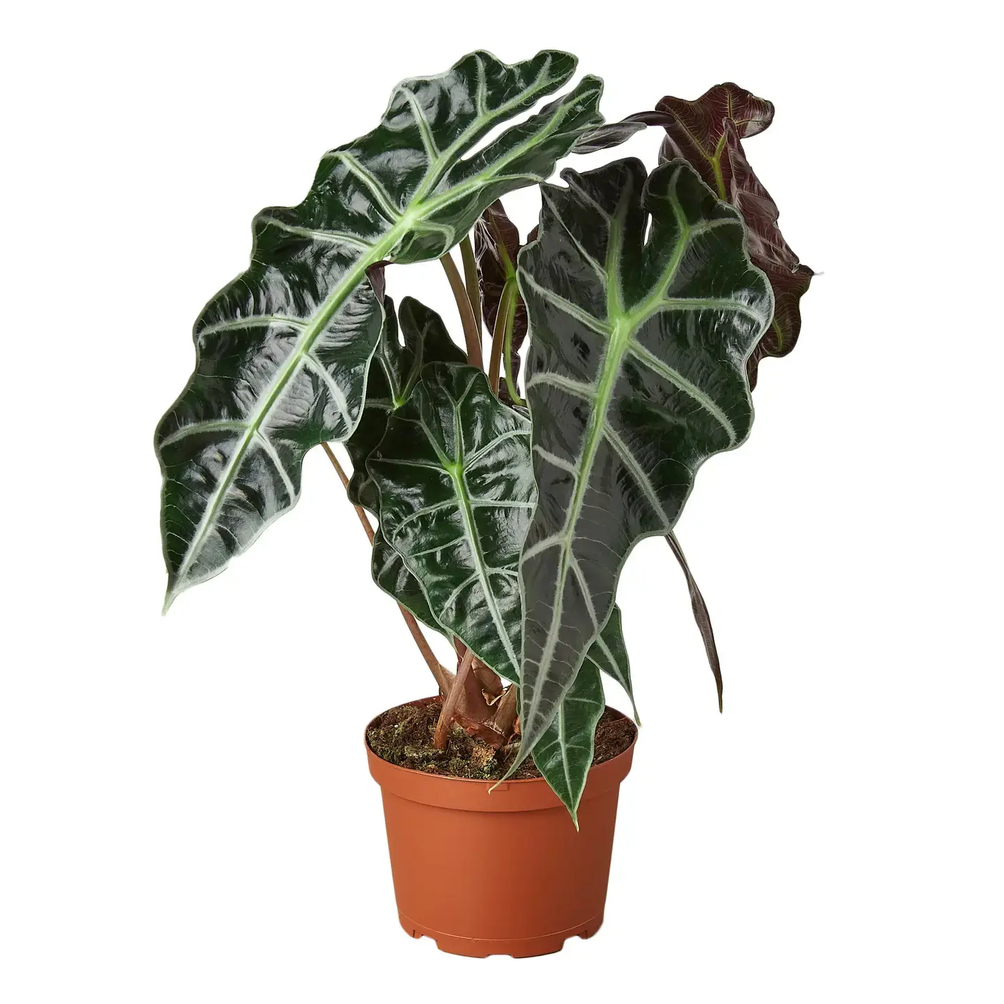 Alocasia x amazonica 'Polly'