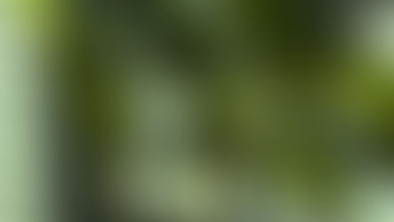 Don’t Sleep on the ZZ’s