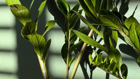 Don’t Sleep on the ZZ’s