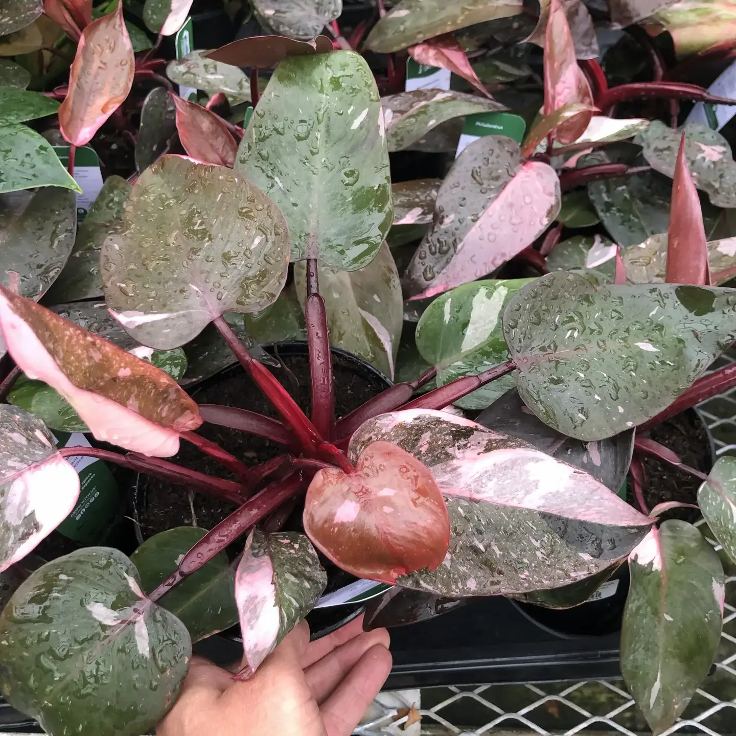 Philodendron Pink Princess
