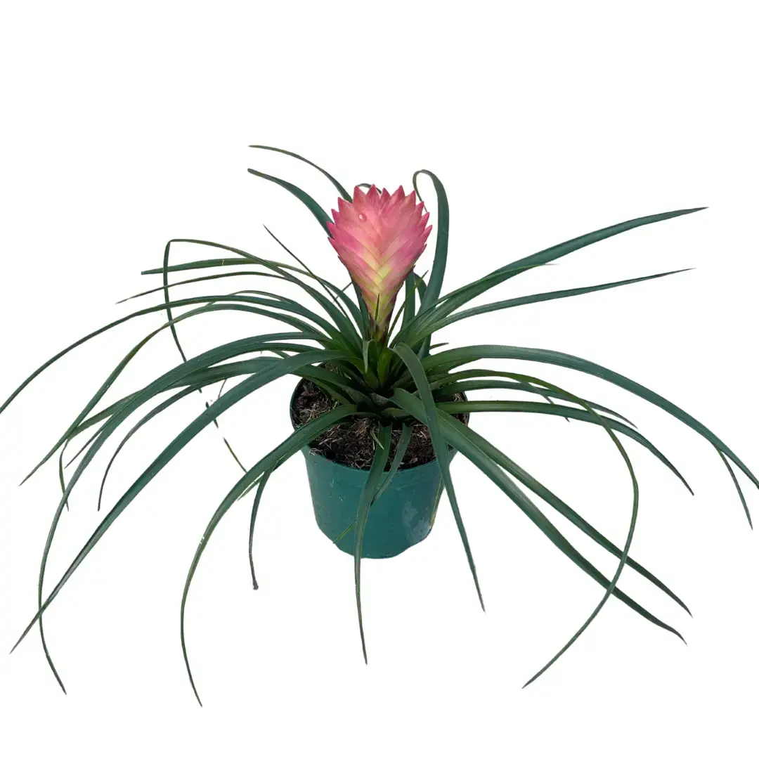 Bromeliad 'Cyanea' (Tillandsia Cyanea)