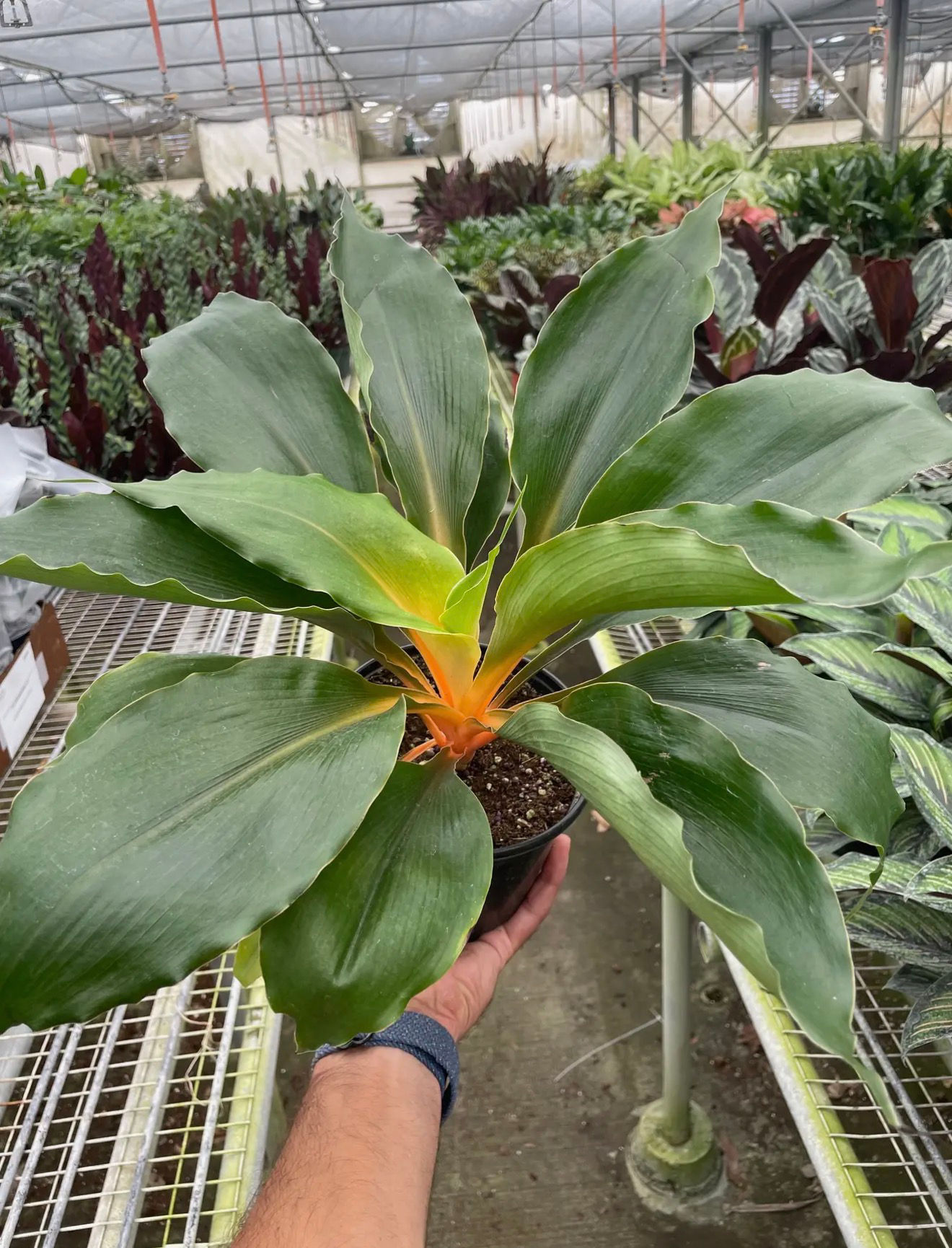 Spider Plant 'Orange Mandarin'