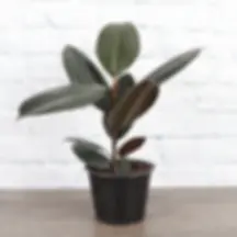 Burgundy Rubber Plant