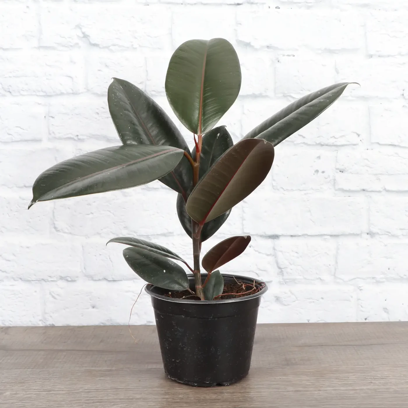 Moody Burgundy Rubber Plant with dark purple-black glossy leaves