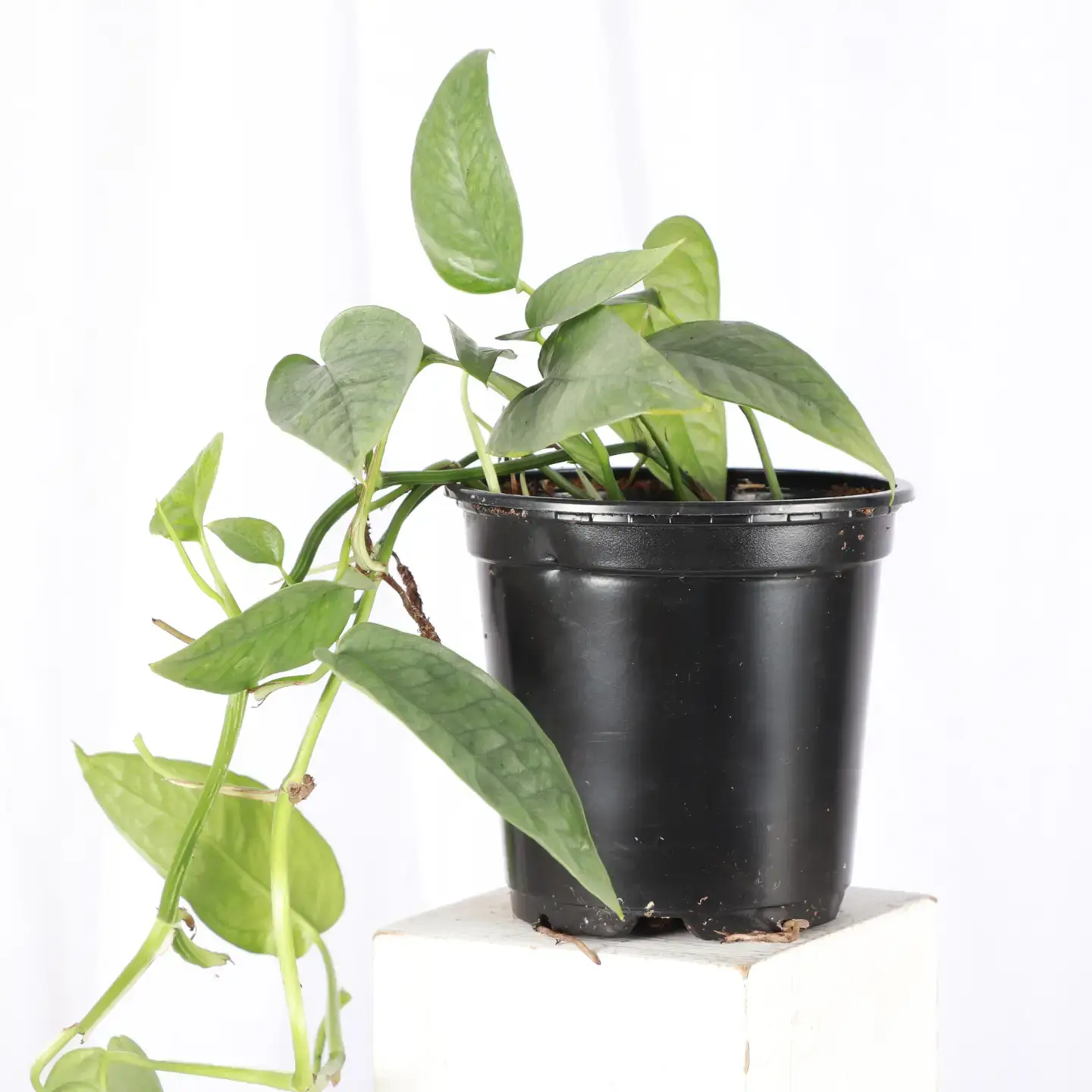 Cebu Blue Pothos (Epipremnum pinnatum 'Cebu Blue')