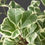 Thumbnail: Ficus ‘triangularis Variegata’