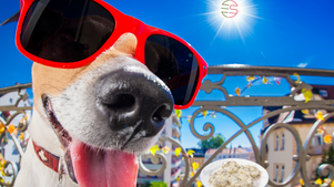 Cannabiscuits & Gravy