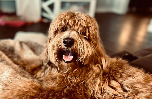 dog_in_home_brown_shaggy.jpg