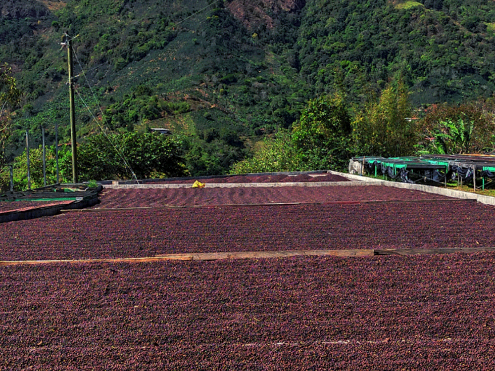 Miniaturbild: Costa Rica - Finca Monte Alto