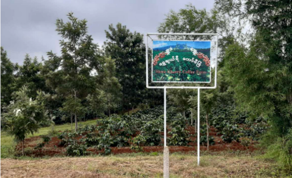 Miniaturbild: Myanmar- Shwe Cherry Estate