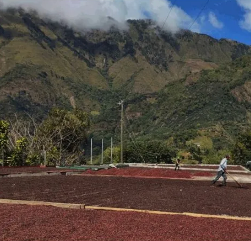 Thumbnail: Costa Rica - Finca Monte Alto