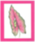 2025 Growers choice .jpg