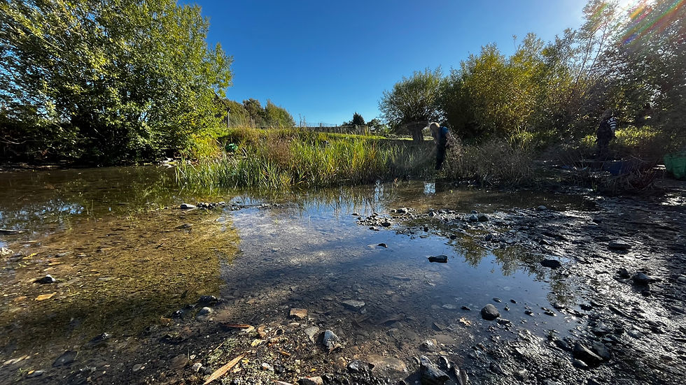 the remaining water from the middle of the pond