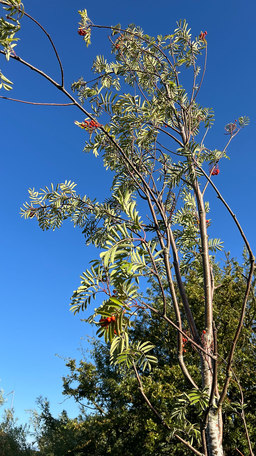 The Rowan Tree is thriving.