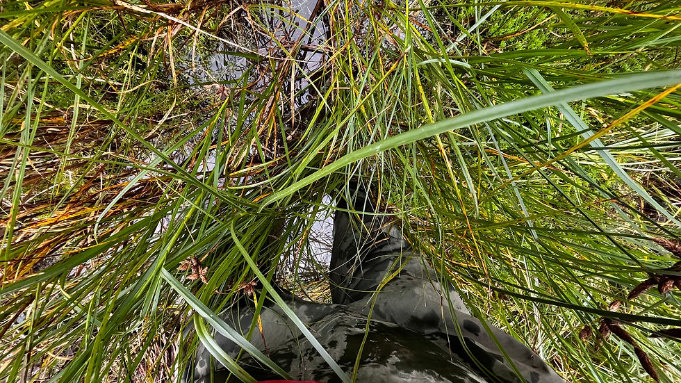 wading in the Sedge to get to the Crassula