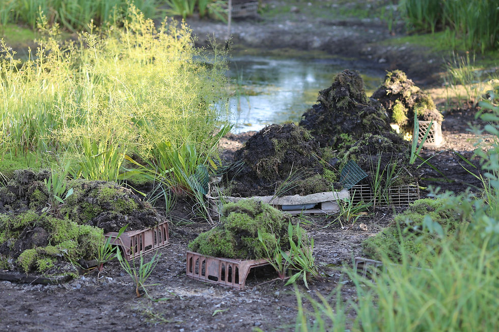 Crassula waiting to dry - to be bagged and removed at the next session.