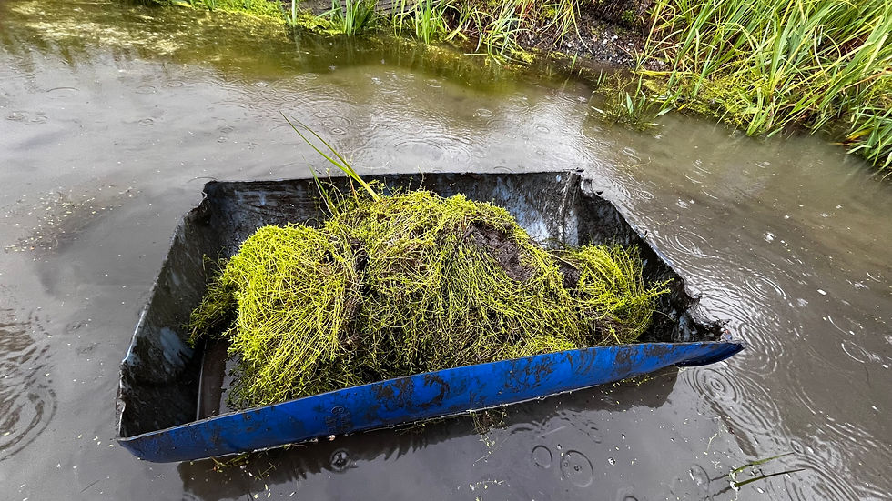 One of our successful 'inventions' - the up-turned half-barrels are excellent for floating Crassula from the middle of the pond to the edge.