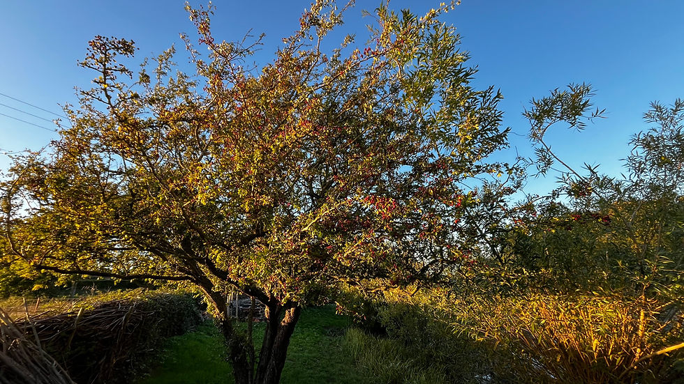 Our 'golden' Hawthorn tree - revelling in the late, setting sun