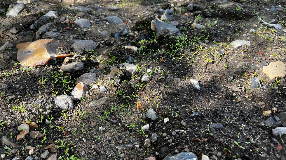Despite the scraping, Crassula remains a blight on our pond bed.