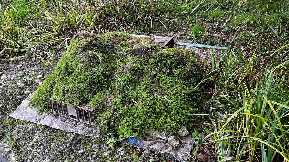 Crassula, removed and drying