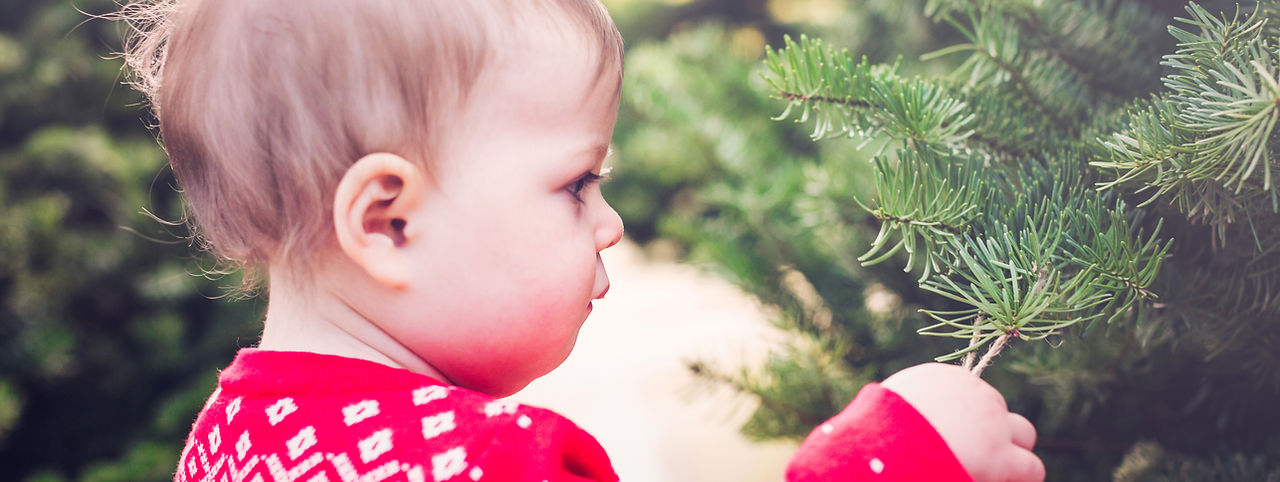 Toddler in Christmas Tree Farm