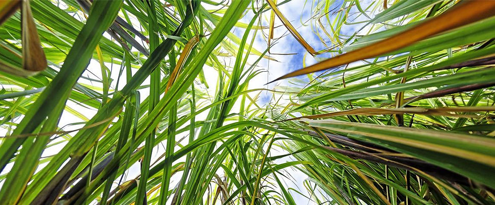 _RCA0771_R-CARAYOL-Cirad_ciradfr.jpg