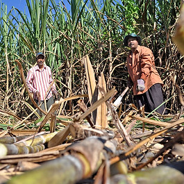 P30-Sugar-harvesting-06.jpg
