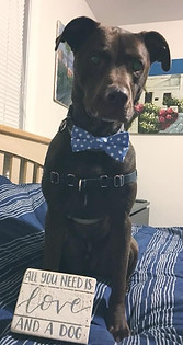 Atticus BT pic all you need is love and