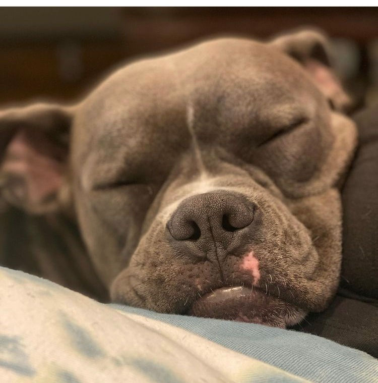 Thumbnail: Lucky Paw Eddie (Crusty but Cute)