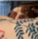 Thumbnail: Cochise