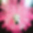 Thumbnail: Fiona-La-La-La (pink) 
